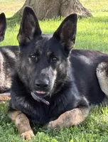 ADULT IMPORT FEMALE, a female German Shepherd Dog for sale in Stockton, MO – 2 of 3