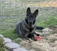 EUROPEAN BRED, a female German Shepherd Dog for sale in Stockton, MO – 7 of 10