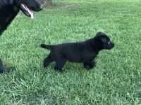 GSD BLACK FEMALE , a female German Shepherd Dog for sale in Stockton, MO – 10 of 10