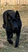 Czech Bred Female Puppy, a female German Shepherd Dog for sale in Stockton, MO – 2 of 10