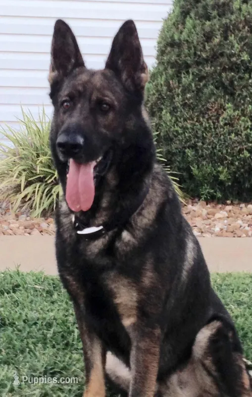 Imported Titled Parents – German Shepherd Dog puppy for sale in Stockton, MO