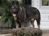 Imported Titled Parents, a female German Shepherd Dog for sale in Stockton, MO – 5 of 8