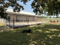 EUROPEAN BRED, a female German Shepherd Dog for sale in Stockton, MO – 10 of 10