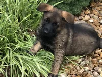 Czech Bred, a male German Shepherd Dog for sale in Stockton, MO – 10 of 10