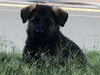 Czech Bred, a male German Shepherd Dog for sale in Stockton, MO – 4 of 10