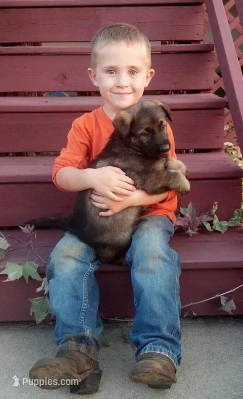 Czech Bred – German Shepherd Dog puppy for sale in Stockton, MO