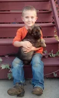 Czech Bred, a male German Shepherd Dog for sale in Stockton, MO – 1 of 10