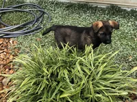 Czech Bred, a male German Shepherd Dog for sale in Stockton, MO – 9 of 10