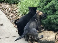 Czech Bred, a male German Shepherd Dog for sale in Stockton, MO – 8 of 10