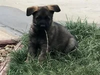 Czech Bred, a male German Shepherd Dog for sale in Stockton, MO – 2 of 10