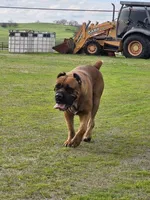 Sweetie, a female Cane Corso for sale in Valley Springs, CA – Photo 2 of 9