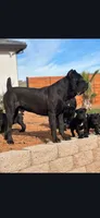 Sweetie, a female Cane Corso for sale in Valley Springs, CA – Photo 6 of 9