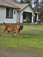 Sweetie, a female Cane Corso for sale in Valley Springs, CA – Photo 5 of 9