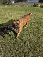 Sweetie, a female Cane Corso for sale in Valley Springs, CA – Photo 7 of 9