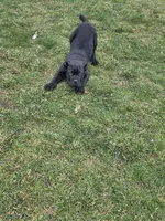 Sweetie, a female Cane Corso for sale in Valley Springs, CA – Photo 9 of 9