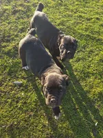 Sweetie, a female Cane Corso for sale in Valley Springs, CA – Photo 8 of 9