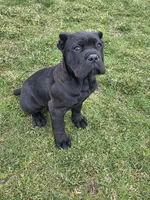 Sweetie, a female Cane Corso for sale in Valley Springs, CA – Photo 1 of 9