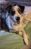 Lilly, a female Australian Shepherd for sale in Oak Island, NC – 2 of 7