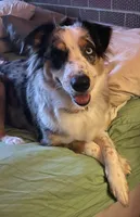 Lilly, a female Australian Shepherd for sale in Oak Island, NC – 5 of 7