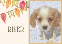 River, a male Cavapoo for sale in Winston-Salem, NC – Photo 7 of 10