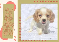 River, a male Cavapoo for sale in Winston-Salem, NC – Photo 2 of 10