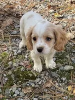 River, a male Cavapoo for sale in Winston-Salem, NC – Photo 1 of 10