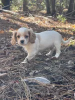 River, a male Cavapoo for sale in Winston-Salem, NC – Photo 10 of 10