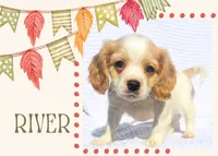 River, a male Cavapoo for sale in Winston-Salem, NC – Photo 3 of 10
