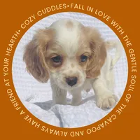 River, a male Cavapoo for sale in Winston-Salem, NC – Photo 8 of 10