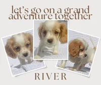 River, a male Cavapoo for sale in Winston-Salem, NC – Photo 4 of 10