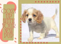 River, a male Cavapoo for sale in Winston-Salem, NC – Photo 5 of 10