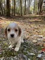 River, a male Cavapoo for sale in Winston-Salem, NC – Photo 6 of 10