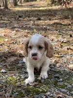 River, a male Cavapoo for sale in Winston-Salem, NC – Photo 9 of 10