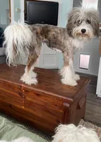 Mazzy, a female Miniature Aussiedoodle for sale in Oak Island, NC – 7 of 8