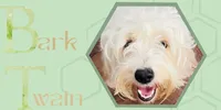 Bark Twain, a male Cavapoo for sale in Oak Island, NC – Photo 2 of 5