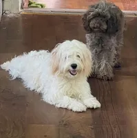 Bark Twain, a male Cavapoo for sale in Oak Island, NC – Photo 4 of 5