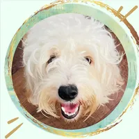 Bark Twain, a male Cavapoo for sale in Oak Island, NC – Photo 3 of 5