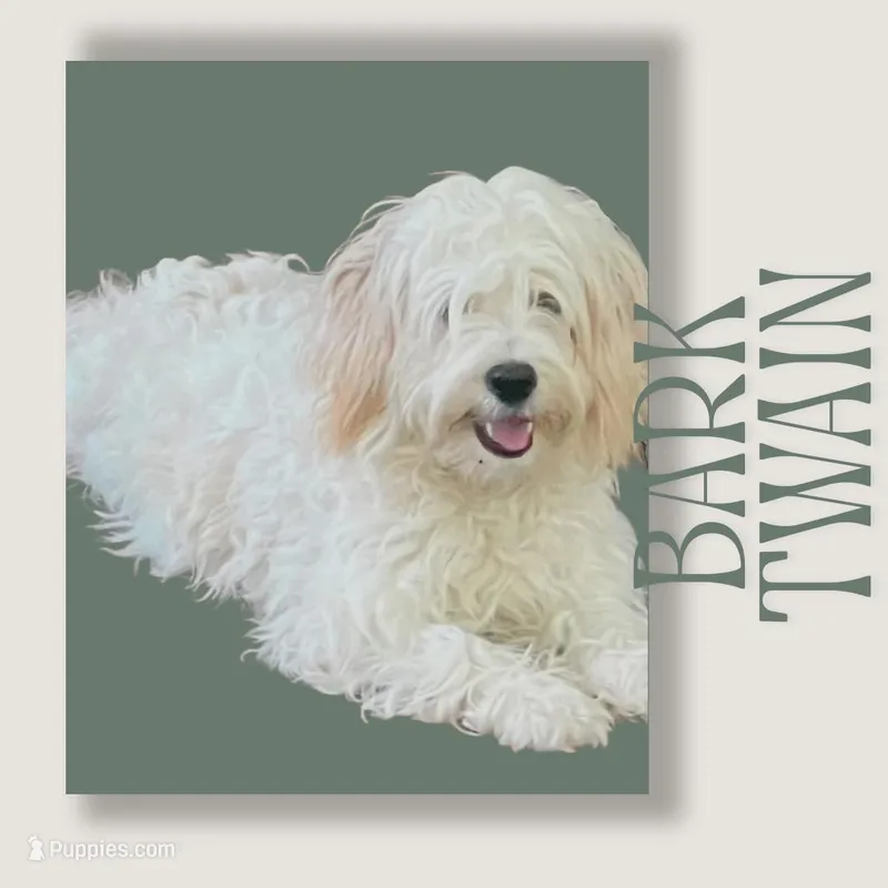 Bark Twain – Cavapoo puppy for sale in Oak Island, NC