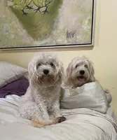 Bark Twain, a male Cavapoo for sale in Oak Island, NC – Photo 5 of 5