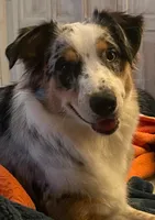 Lilly, a female Australian Shepherd for sale in Oak Island, NC – 4 of 7