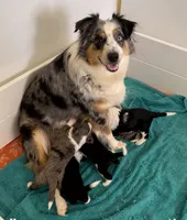 Lilly, a female Australian Shepherd for sale in Oak Island, NC – 6 of 7