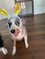 Lilly, a female Australian Shepherd for sale in Oak Island, NC – 7 of 7