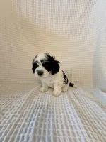 Paxton, a male Cavapoo for sale in Oak Island, NC – Photo 5 of 5