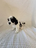 Paxton, a male Cavapoo for sale in Oak Island, NC – Photo 4 of 5