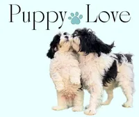 Paxton, a male Cavapoo for sale in Oak Island, NC – Photo 6 of 10