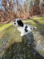 Paxton, a male Cavapoo for sale in Oak Island, NC – Photo 9 of 10