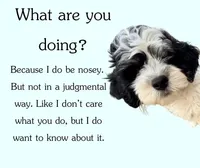 Paxton, a male Cavapoo for sale in Oak Island, NC – Photo 4 of 10