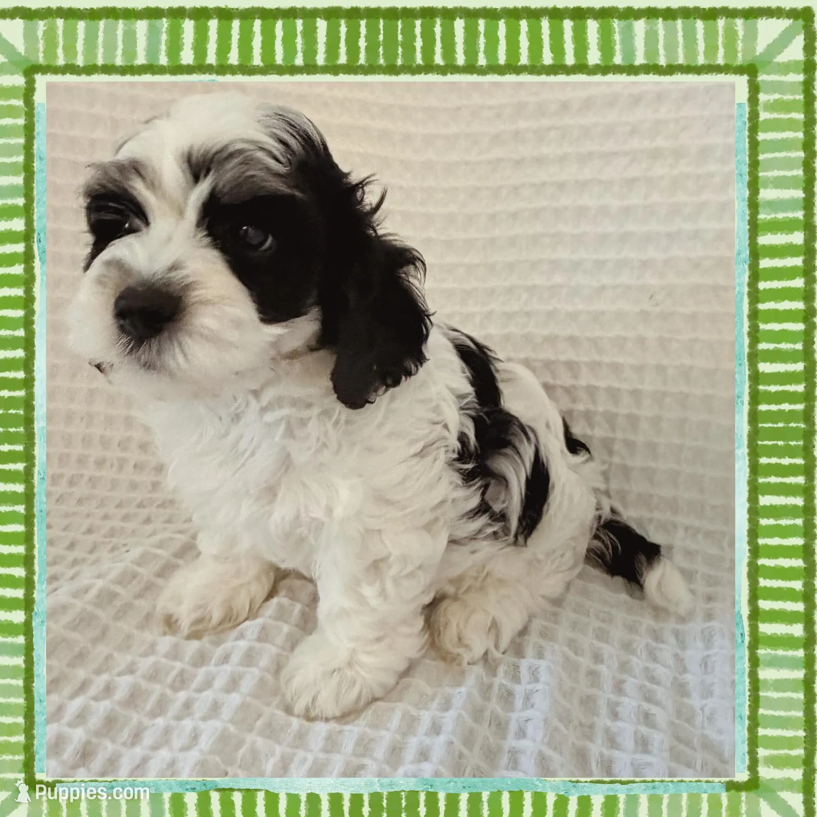 Paxton, a male Cavapoo for sale in Oak Island, NC – Photo 1 of 5