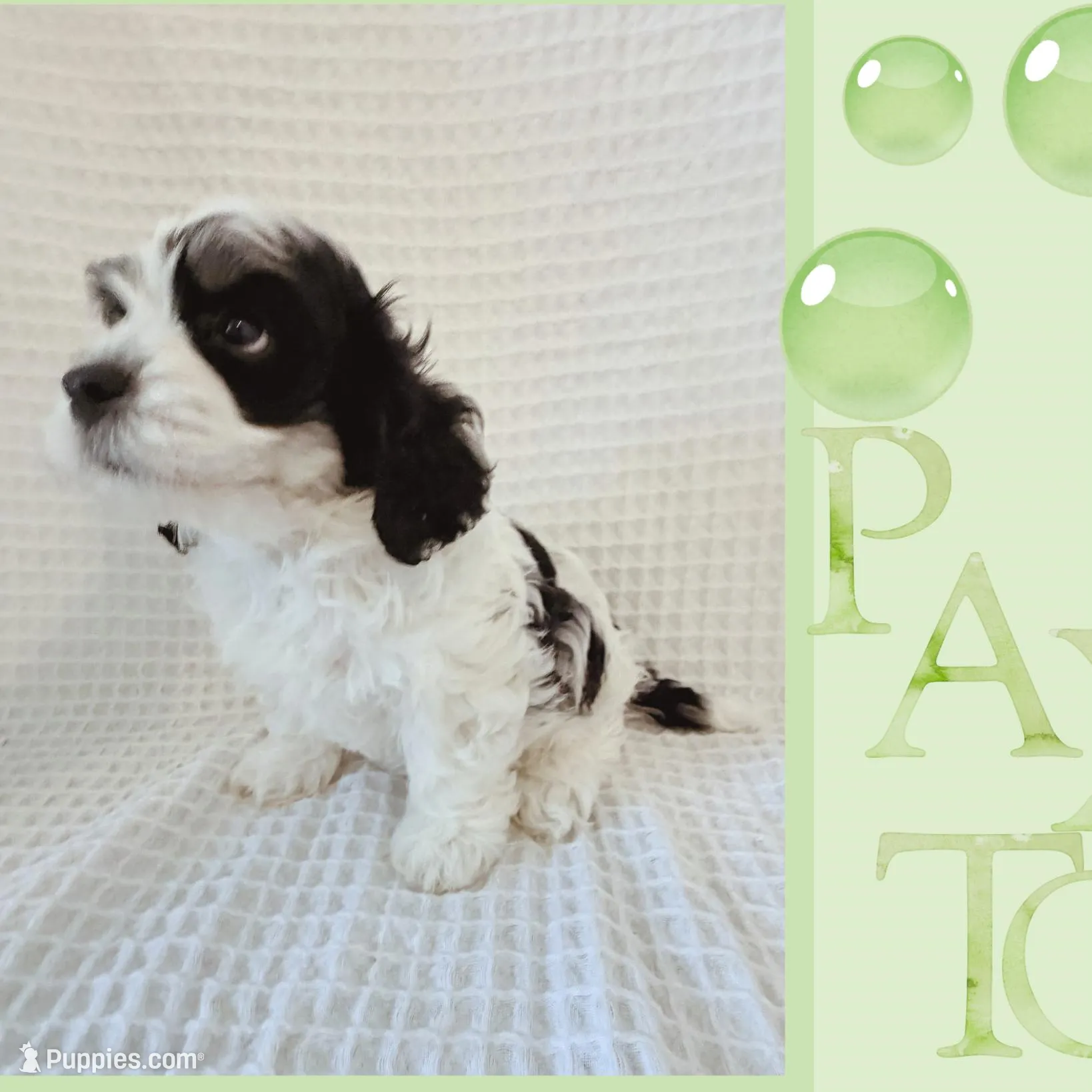 Paxton, a male Cavapoo for sale in Oak Island, NC – Photo 2 of 5