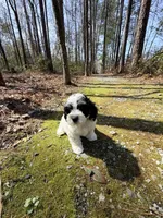 Paxton, a male Cavapoo for sale in Oak Island, NC – Photo 8 of 10